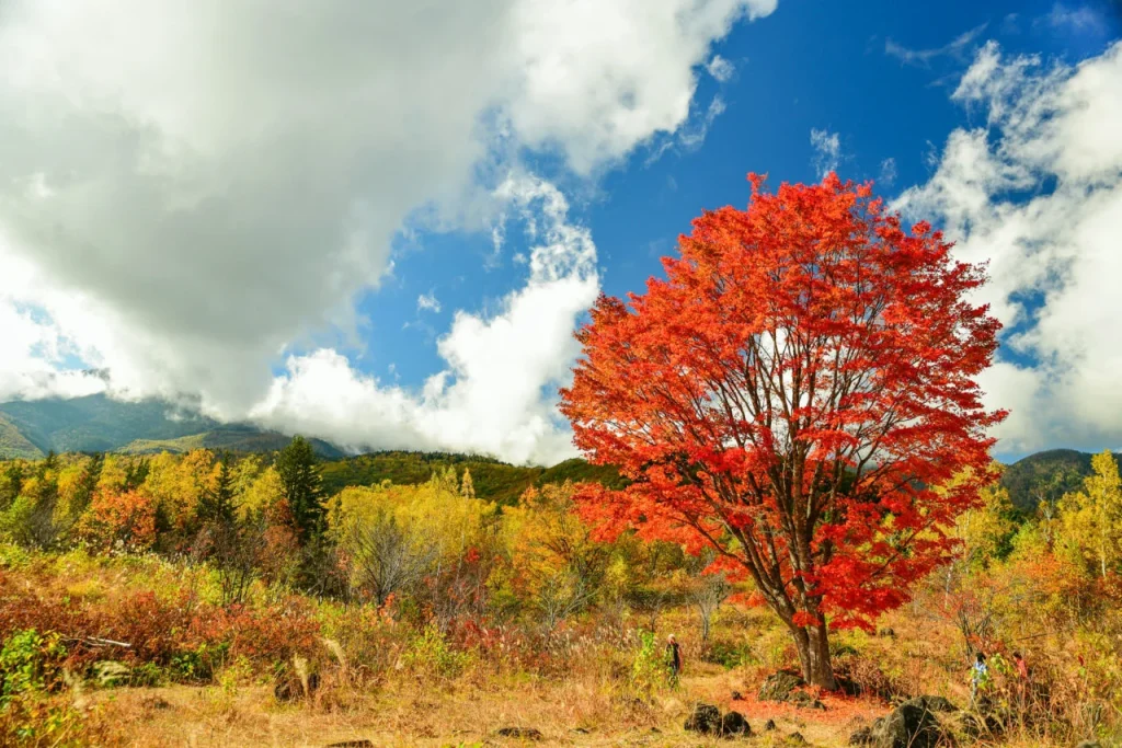 11月でもまだ間に合う乗鞍高原周辺の紅葉│おすすめポイント・周辺のお店・駐車場・防寒と服装